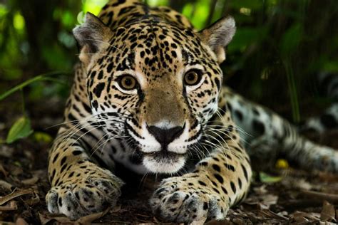 jaguar mexicano-4